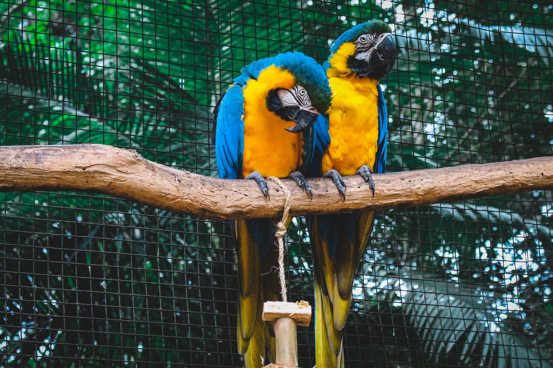 Blue & Gold Macaws