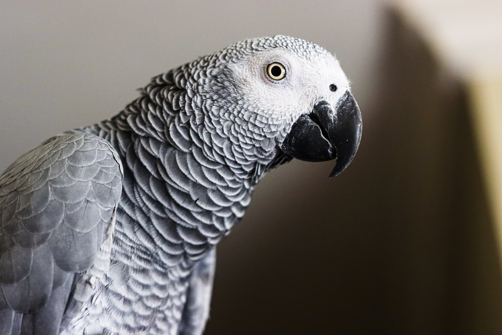 African Grey Parrots