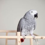 africangrey