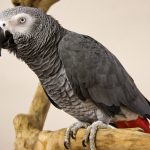 africangrey2