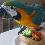 Jay, a macaw lost in Reading who has now been found